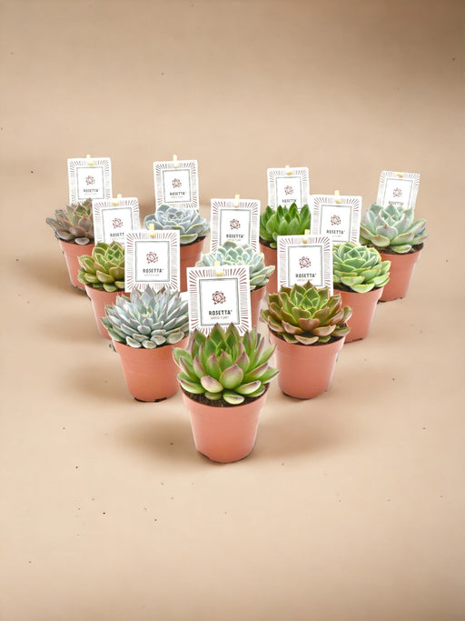 Box - 10 Echeveria Mix