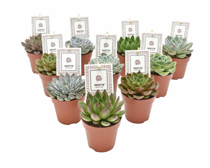 Box - 10 Echeveria Mix