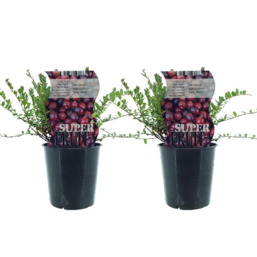 Box - 2 Cranberry Vaccinium Early Black