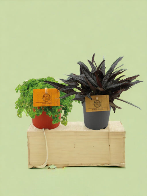 Box - Duo De Pilea