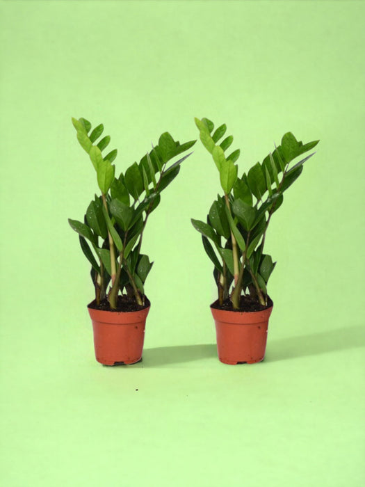 Box - Zamioculcas Zamiifolia Duo