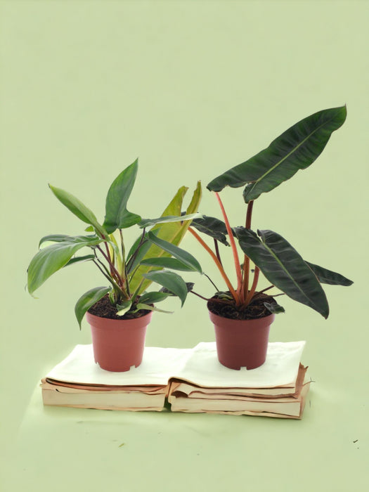 Box - Duo Philodendron Rare