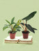 Box - Duo Philodendron Rare