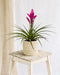 Bromelia Amira