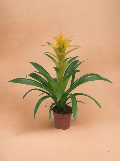 Bromelia Guzmania Desire