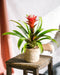 Bromelia Hope