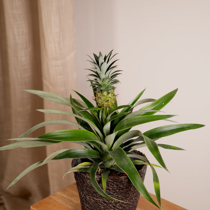 Bromeliad - Set Om 2