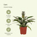 Bromeliad - Set Om 2