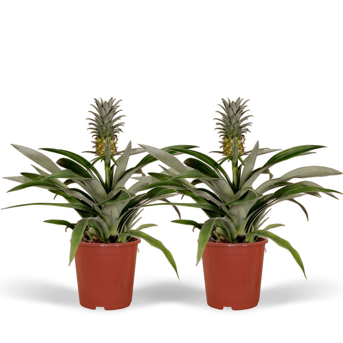 Bromeliad - Set Om 2