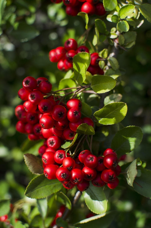 Bush Pyracantha Coccinea 'Red Column'