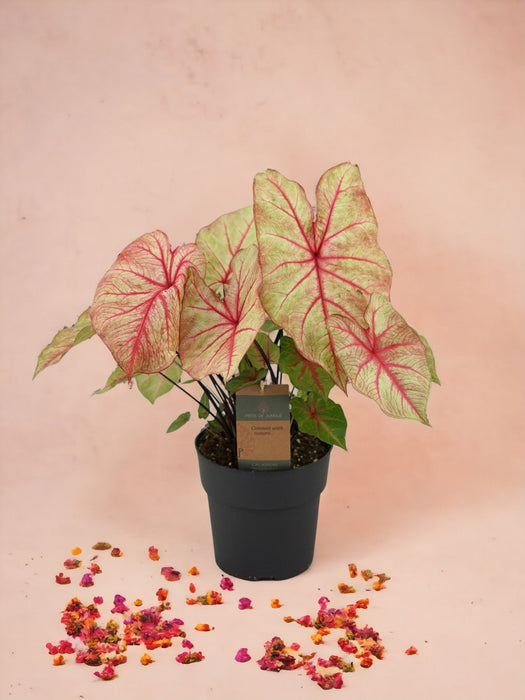 Caladium Höstskönhet