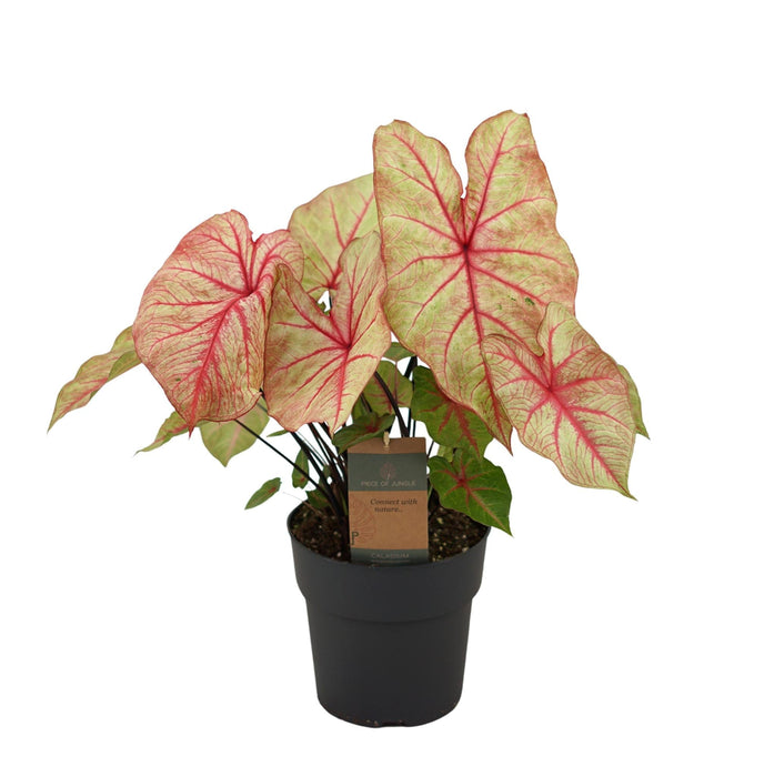 Caladium Höstskönhet