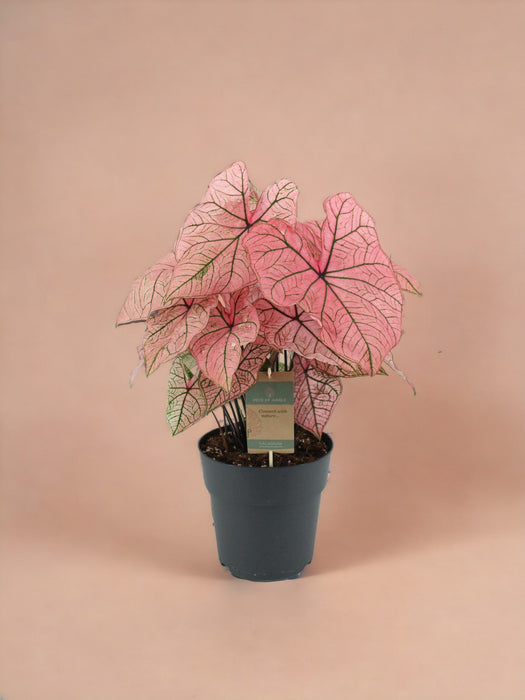 Caladium Spring Fling