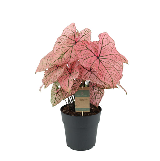 Caladium Spring Fling