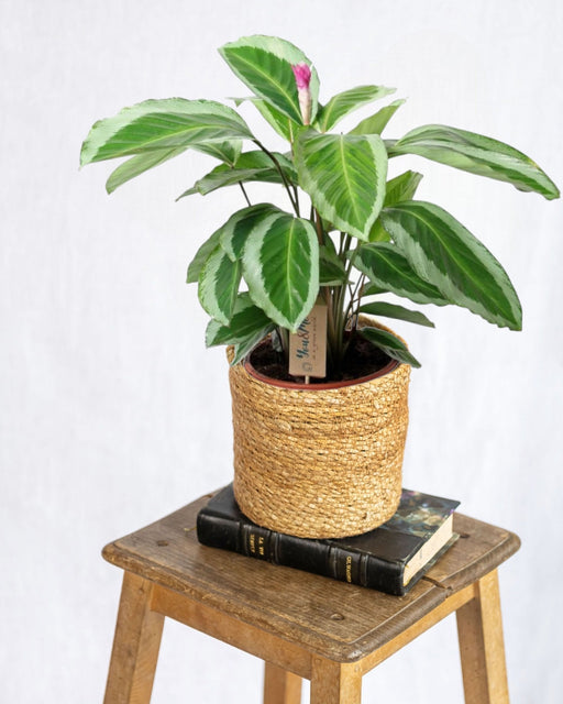 Calathea Bicajoux Gecko