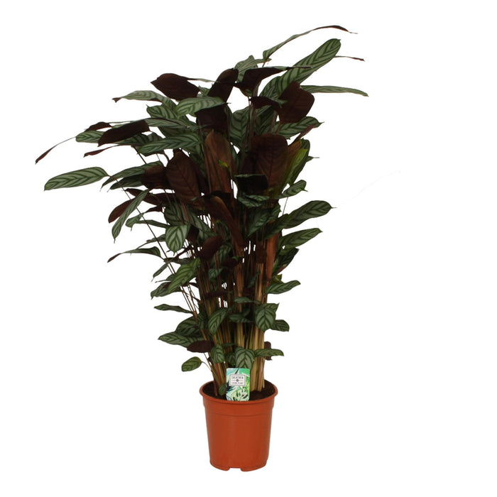 Calathea Compactstar