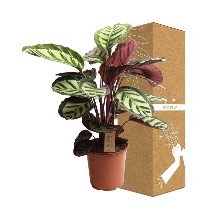 Calathea Cora