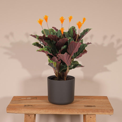 Calathea Crocata