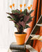 Calathea Crocata