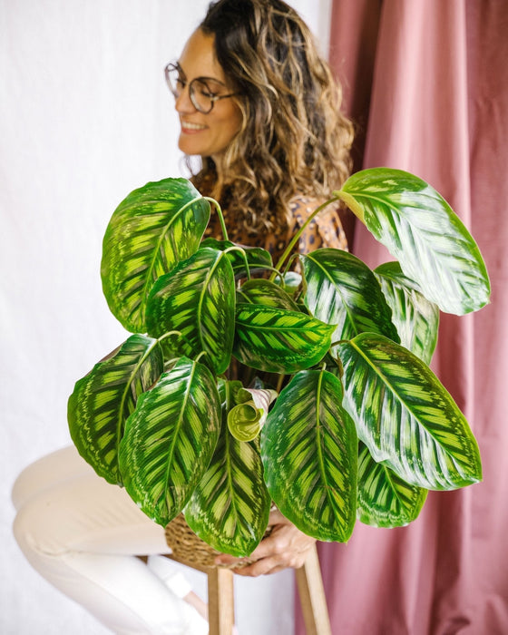 Calathea Flamestar