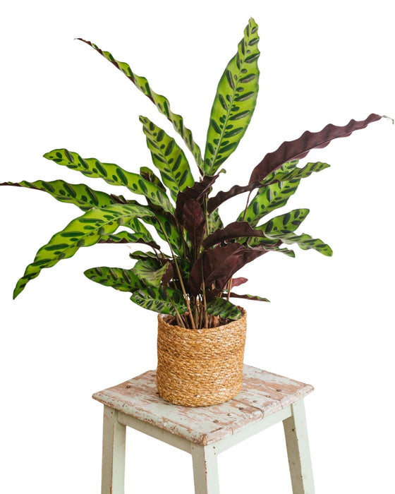 Calathea Lancifolia L