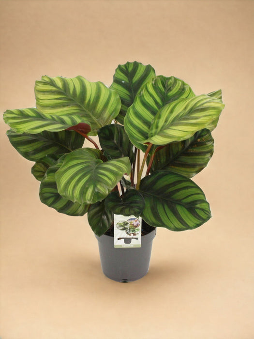 Calathea - Pannbandet