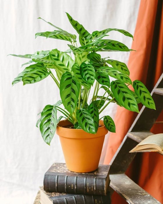 Calathea Leopardina