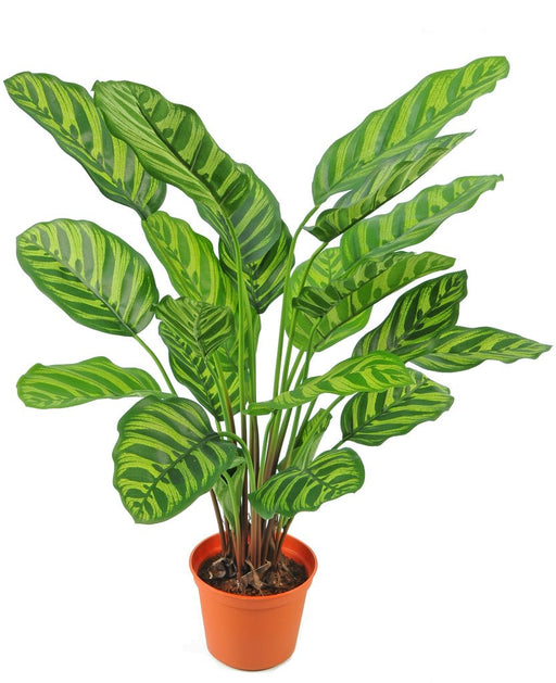 Calathea Makoyana - Konstgjord Grön Växt