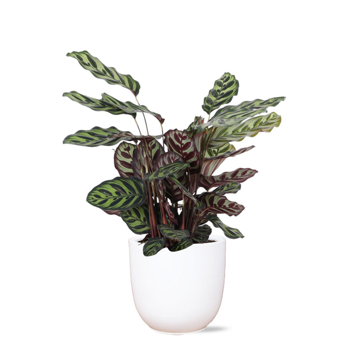 Calathea Makoyana Och Dess Kruka