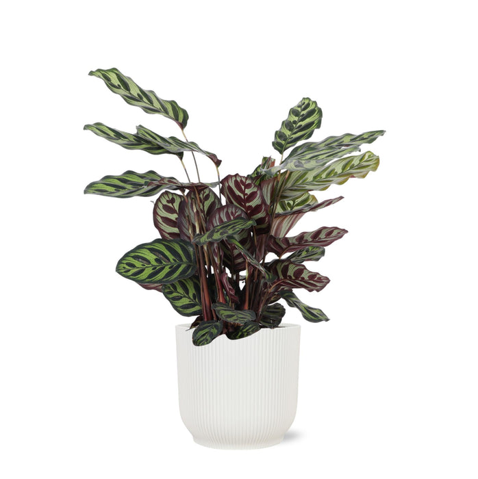 Calathea Makoyana Och Dess Kruka