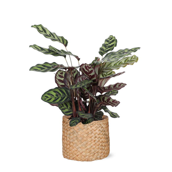 Calathea Makoyana Och Dess Kruka