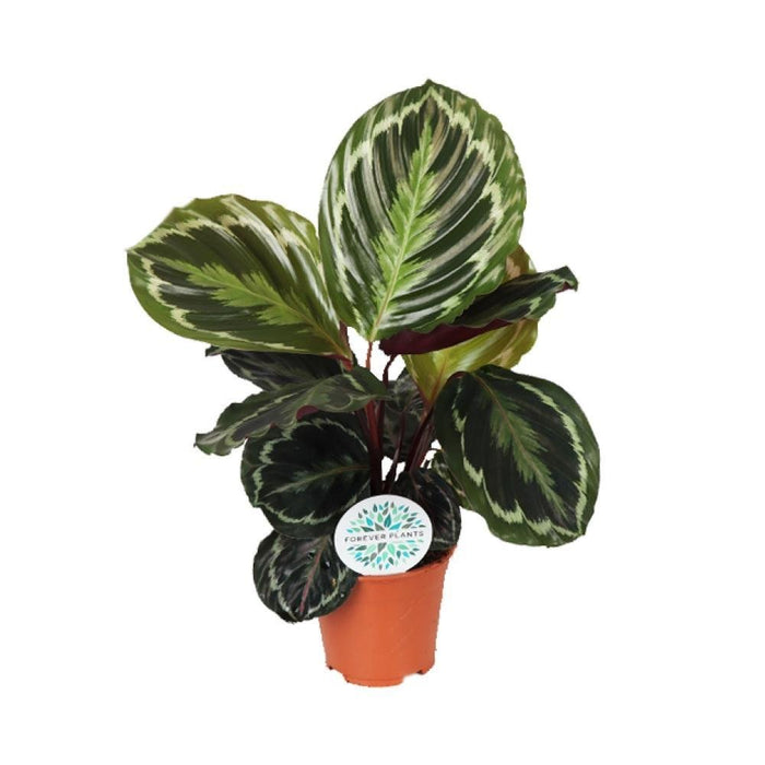 Calathea Medaljong