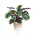 Calathea Medaillon Och Dess Kruka