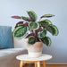 Calathea Medaillon Och Dess Kruka