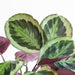 Calathea Medaillon Och Dess Kruka