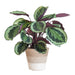 Calathea Medaillon Och Dess Kruka