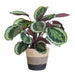 Calathea Medaillon Och Dess Kruka