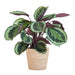 Calathea Medaillon Och Dess Kruka