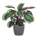 Calathea Medaillon Och Dess Kruka