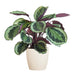 Calathea Medaillon Och Dess Kruka