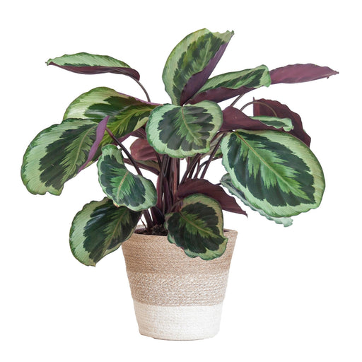 Calathea Medaillon Och Dess Kruka