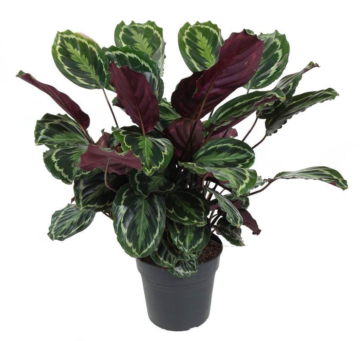 Calathea Medaljong