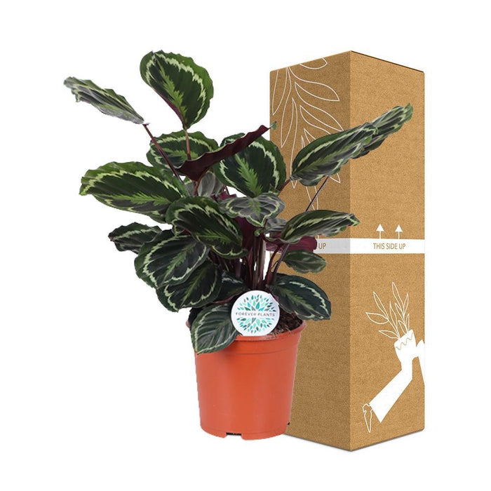 Calathea Medaljong