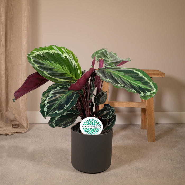 Calathea Medaljong