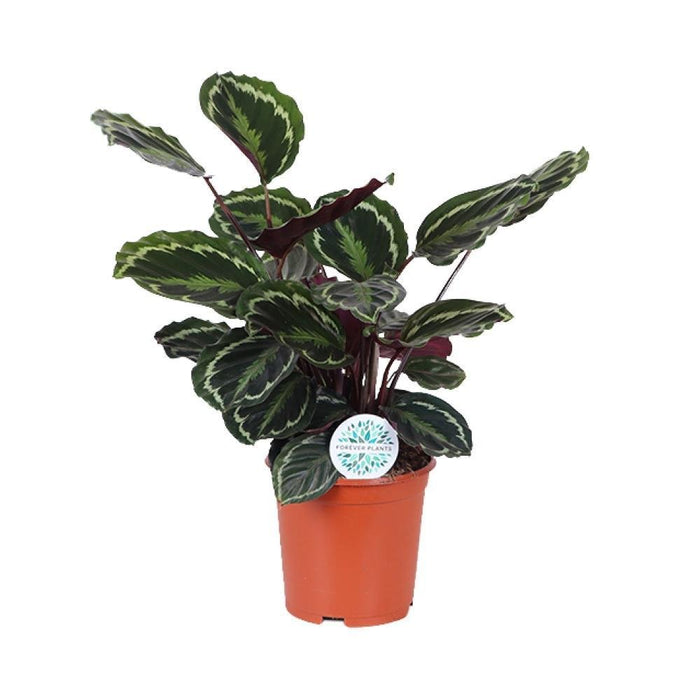 Calathea Medaljong