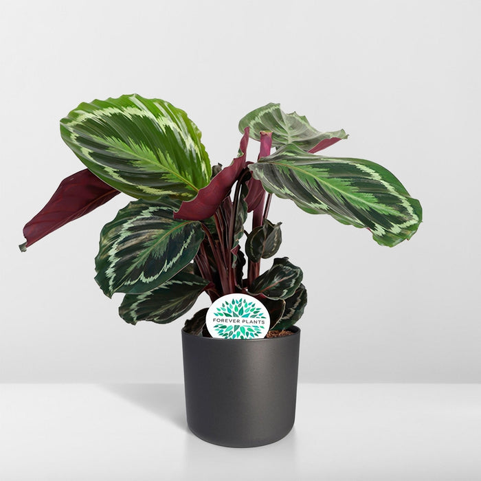 Calathea Medaljong