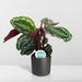 Calathea Medaljong