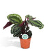 Calathea Medaljong