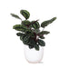 Calathea Medaljong Och Dess Kruka