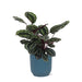 Calathea Medaljong Och Dess Kruka